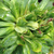 Verte - Rosiers de chine - Rosa viridiflora
